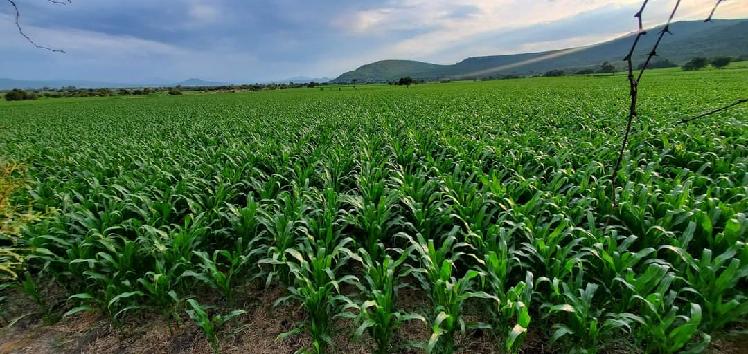 WhatsApp Image 2022-07-27 at 10.12.51 AM.jpeg